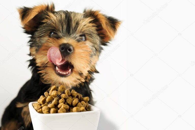 cachorro feliz comiendo de un plato