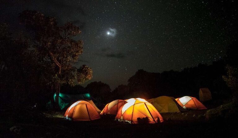 carpa colorida en un sueno nocturno