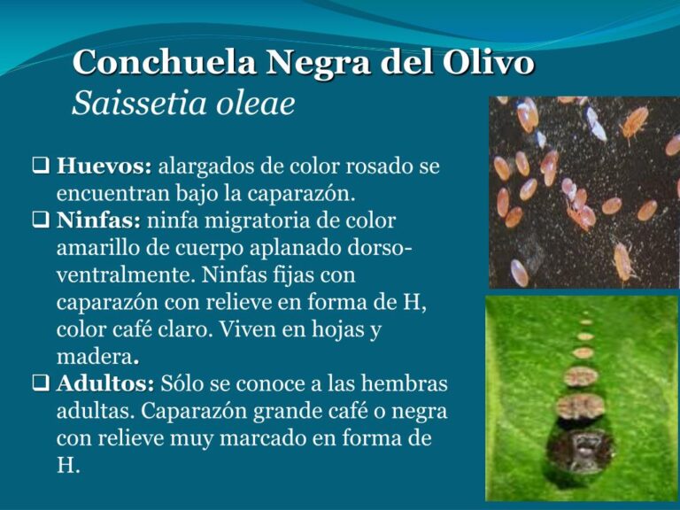 conchuela negra del olivo en su habitat