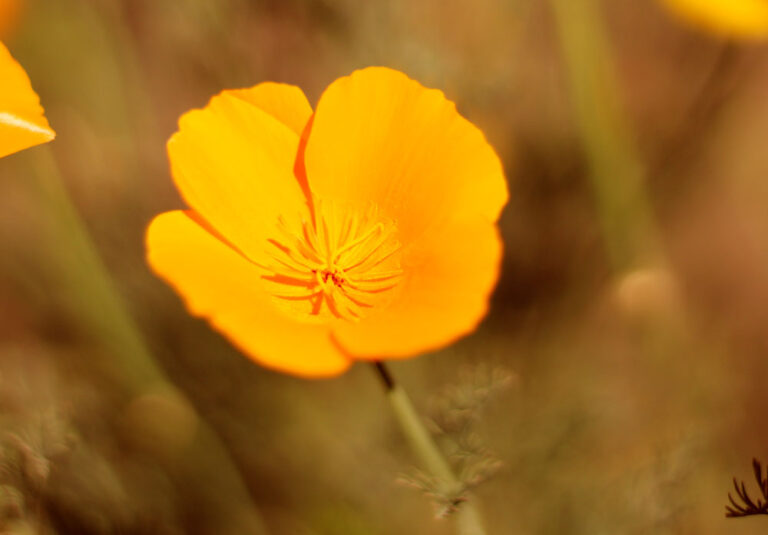 dedal de oro con forma de flor