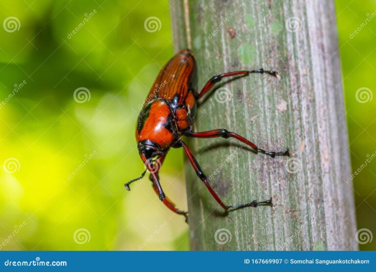 insecto negro con naranja en hojas verdes