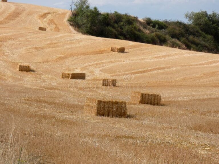pasto seco en un campo soleado