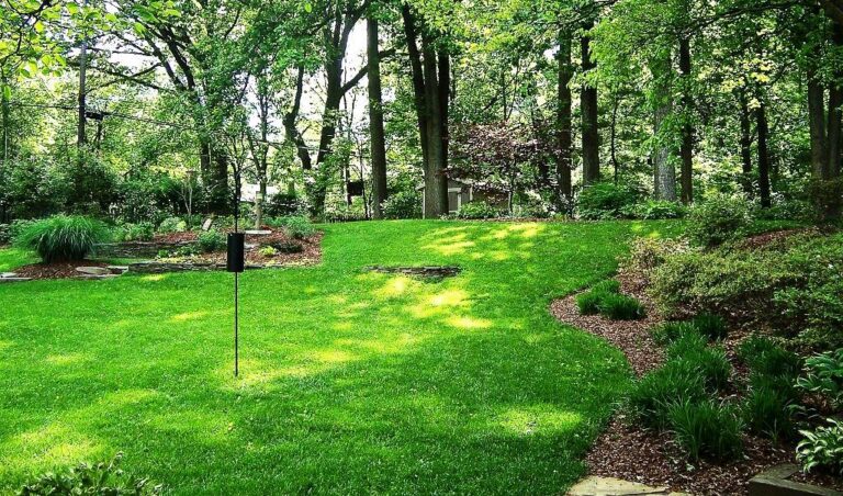 Es posible que el pasto crezca bien en áreas con sombra 29 pasto verde creciendo en area sombreada