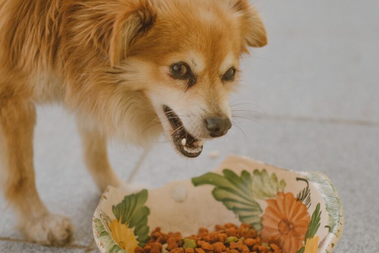 Qué ingredientes lleva la comida de perro Master Dog y sus beneficios 18 perro feliz disfrutando de su comida