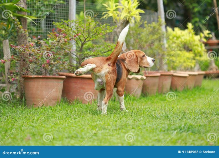 perro mirando un jardin cercado