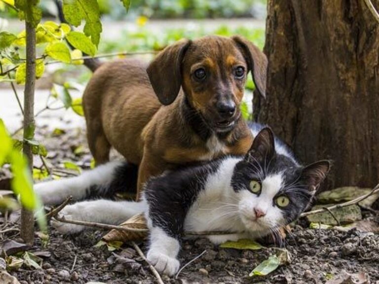 perro y gato aprendiendo a hacer necesidades