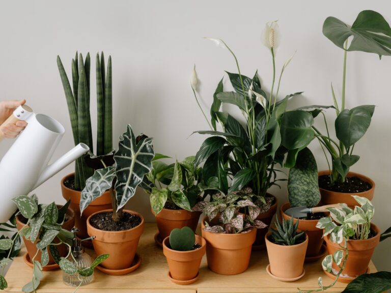 Qué cuidados necesita una planta de ajo flor para crecer saludable 30 planta de ajo en un jardin saludable