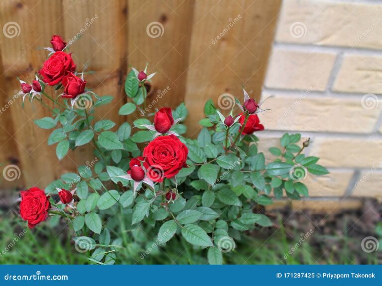 ramo de rosas en un jardin floreciente